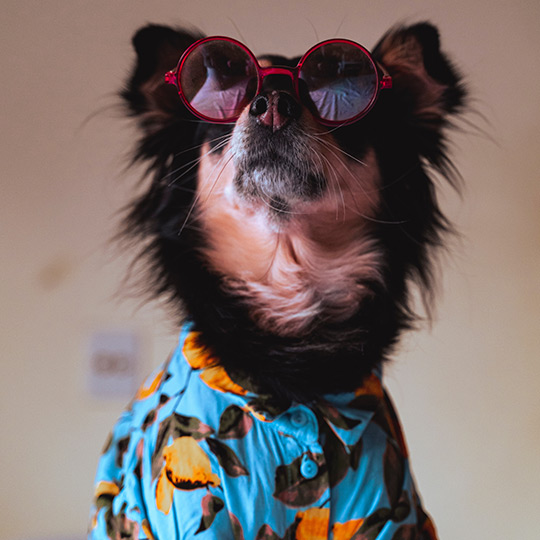 Funny dog who travelled overseas